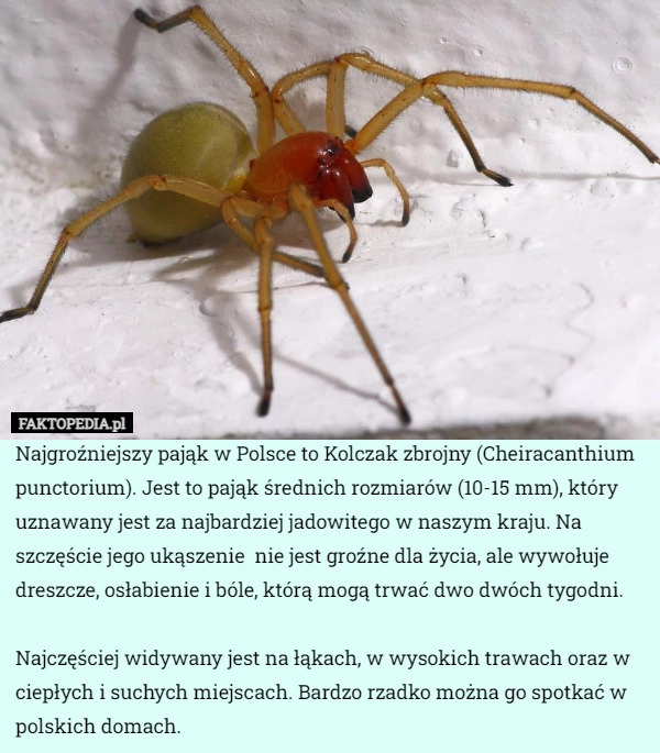 
    Najgroźniejszy pająk w Polsce to Kolczak zbrojny (Cheiracanthium punctorium).