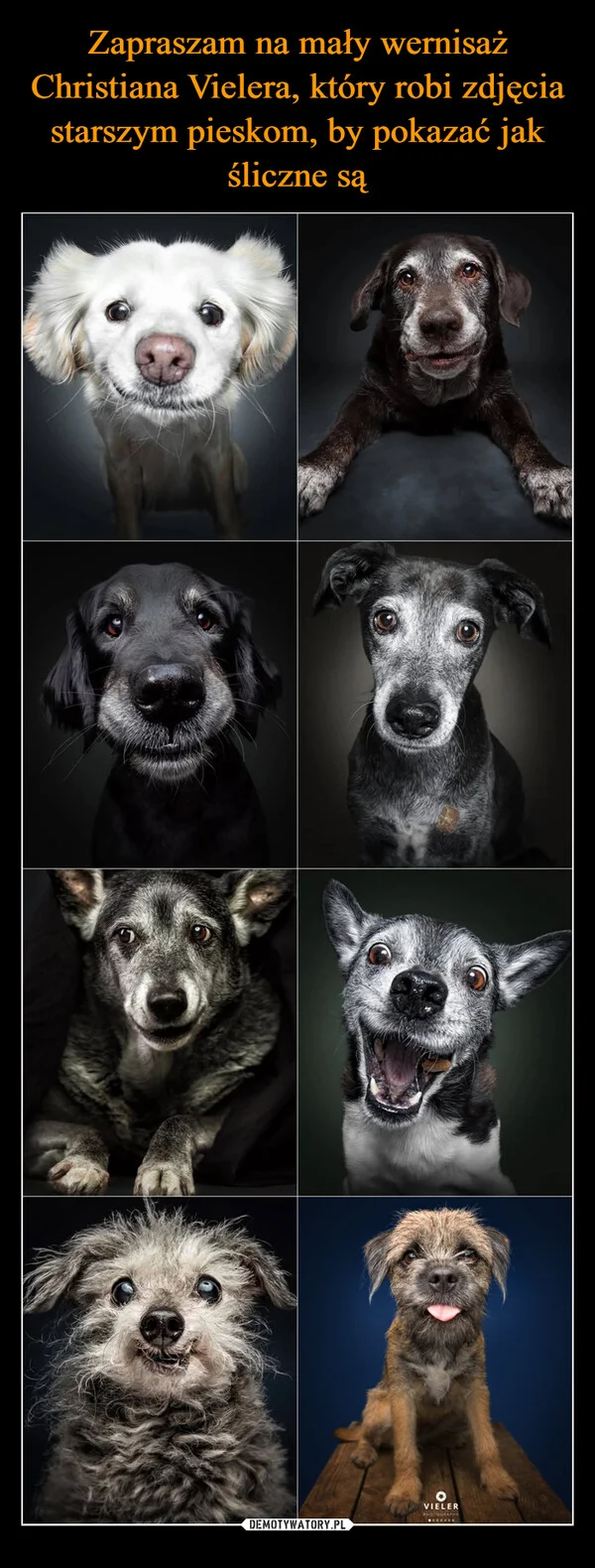 
    Zapraszam na mały wernisaż Christiana Vielera, który robi zdjęcia starszym pieskom, by pokazać jak śliczne są