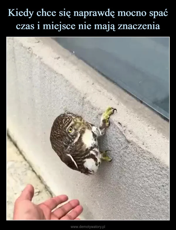 
    Kiedy chce się naprawdę mocno spać czas i miejsce nie mają znaczenia