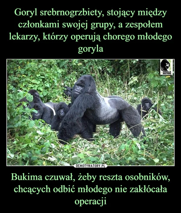 
    Goryl srebrnogrzbiety, stojący między członkami swojej grupy, a zespołem lekarzy, którzy operują chorego młodego goryla Bukima czuwał, żeby reszta osobników, chcących odbić młodego nie zakłócała operacji
