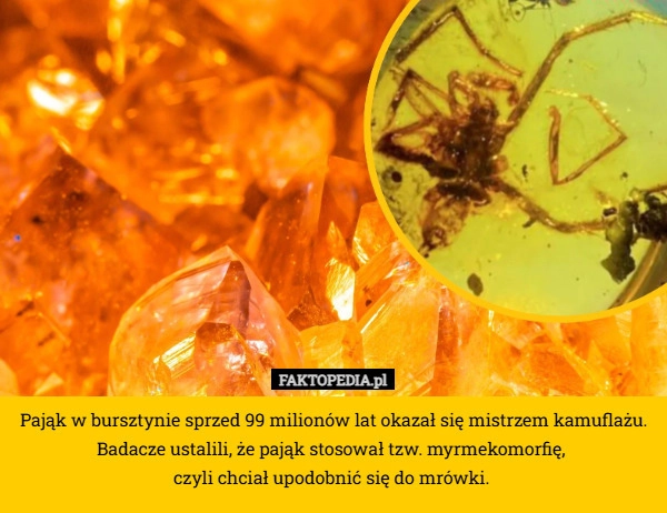 
    Pająk w bursztynie sprzed 99 milionów lat okazał się mistrzem kamuflażu.