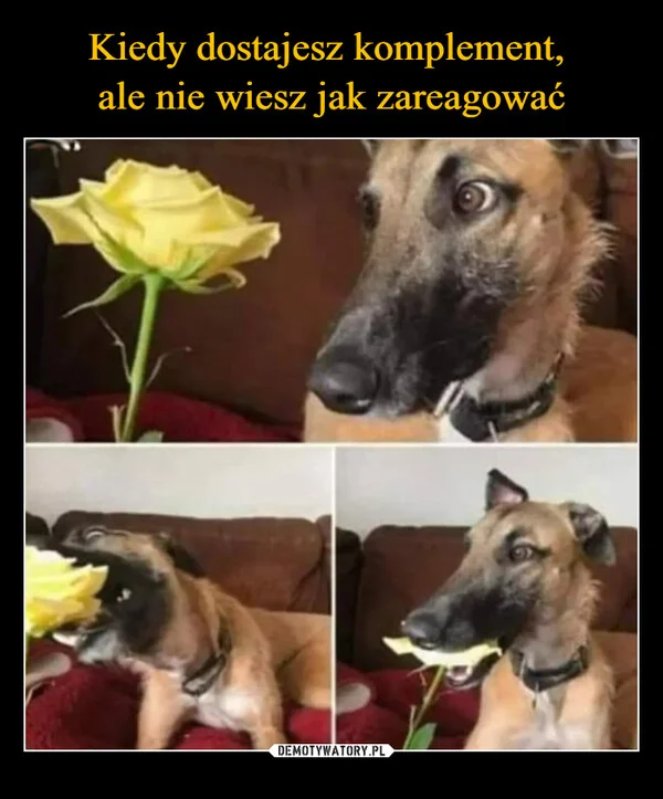 
    Kiedy dostajesz komplement, ale nie wiesz jak zareagować