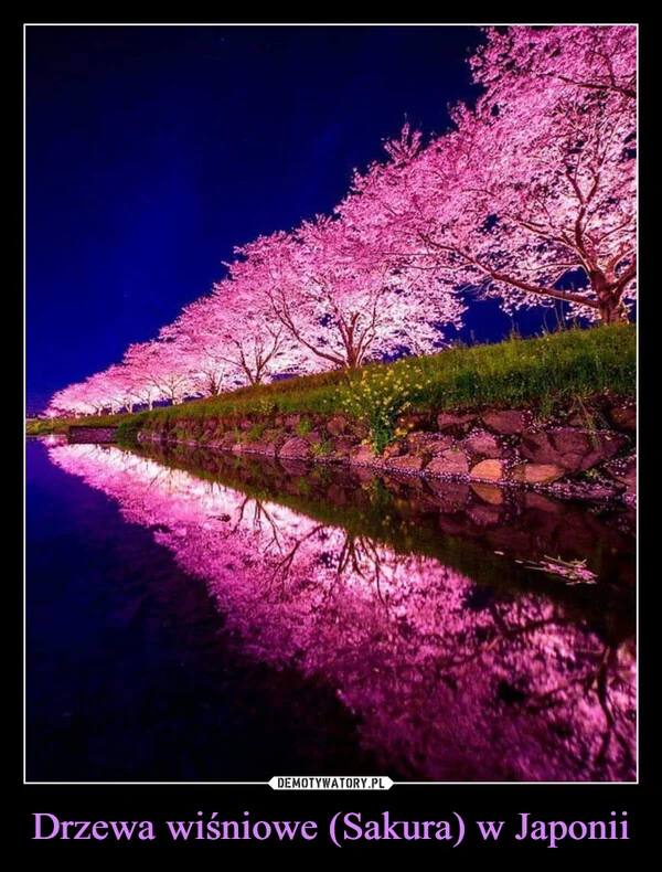 
    Drzewa wiśniowe (Sakura) w Japonii