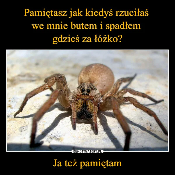 
    Pamiętasz jak kiedyś rzuciłaś we mnie butem i spadłem gdzieś za łóżko? Ja też pamiętam