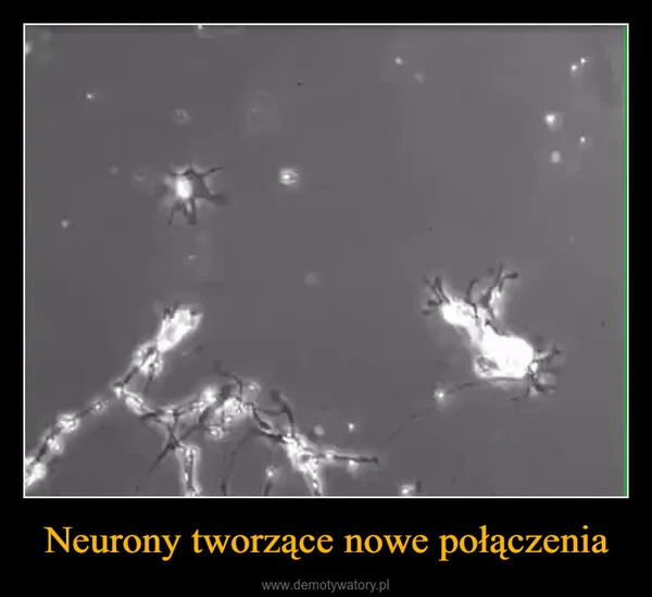 Neurony tworzące nowe połączenia