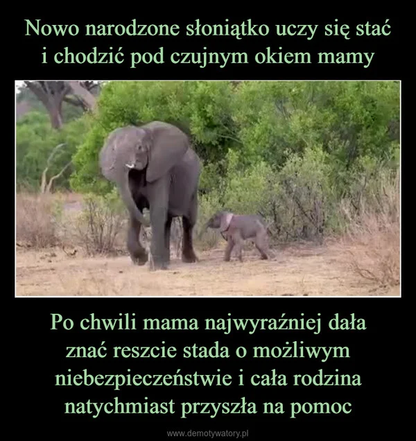
    Nowo narodzone słoniątko uczy się stać i chodzić pod czujnym okiem mamy Po chwili mama najwyraźniej dała znać reszcie stada o możliwym niebezpieczeństwie i cała rodzina natychmiast przyszła na pomoc
