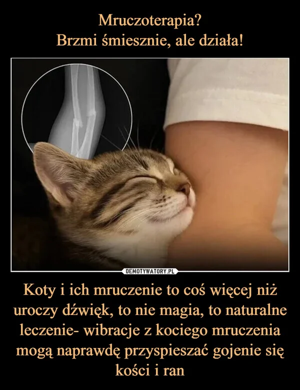 
    Mruczoterapia? Brzmi śmiesznie, ale działa! Koty i ich mruczenie to coś więcej niż uroczy dźwięk, to nie magia, to naturalne leczenie- wibracje z kociego mruczenia mogą naprawdę przyspieszać gojenie się kości i ran