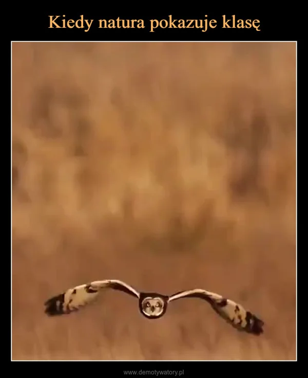
    Kiedy natura pokazuje klasę