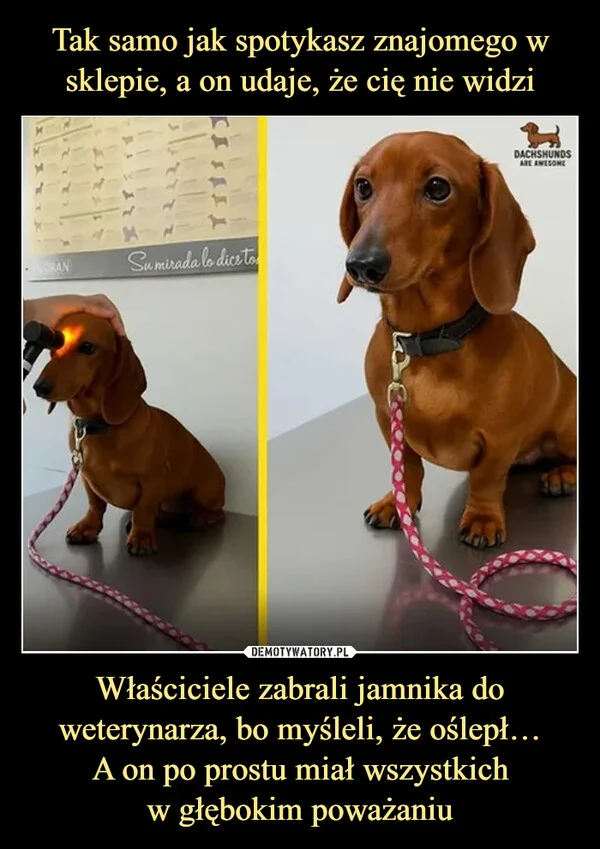 
    Tak samo jak spotykasz znajomego w sklepie, a on udaje, że cię nie widzi Właściciele zabrali jamnika do weterynarza, bo myśleli, że oślepł… A on po prostu miał wszystkich w głębokim poważaniu