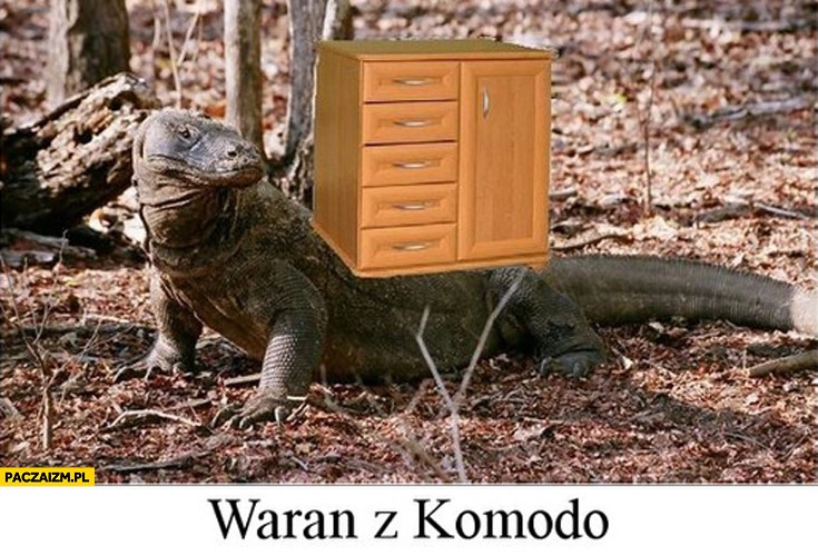 
    Waran z Komodo ma komodę na sobie