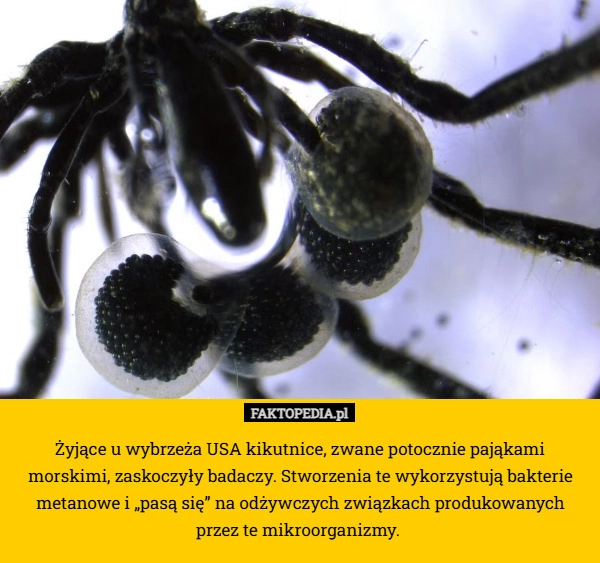
    Żyjące u wybrzeża USA kikutnice, zwane potocznie pająkami morskimi, zaskoczyły
