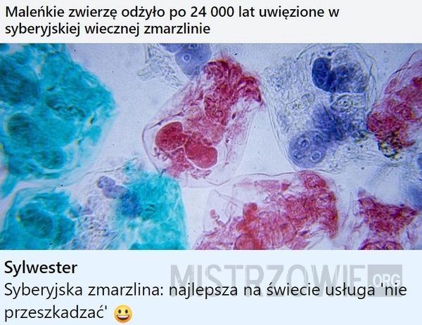 
    Maleńkie zwierzę