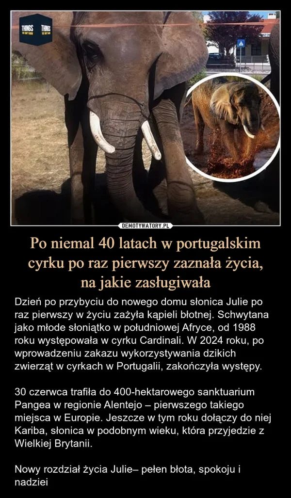 
    Po niemal 40 latach w portugalskim cyrku po raz pierwszy zaznała życia, na jakie zasługiwała