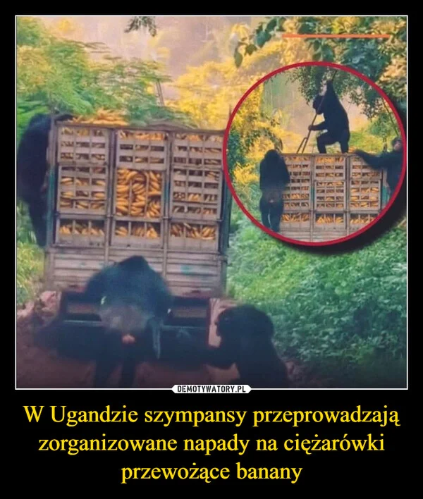 
    W Ugandzie szympansy przeprowadzają zorganizowane napady na ciężarówki przewożące banany