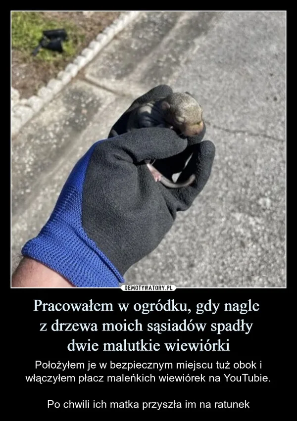 Pracowałem w ogródku, gdy nagle z drzewa moich sąsiadów spadły dwie malutkie wiewiórki
