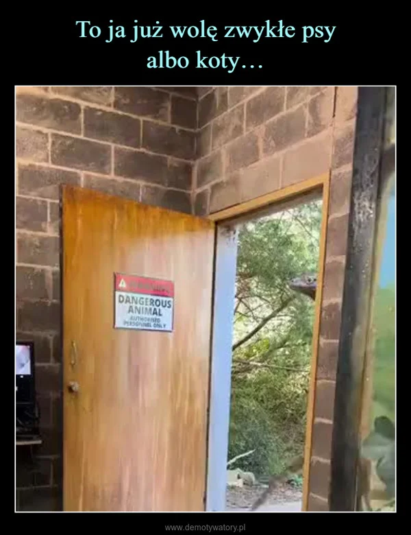 
    To ja już wolę zwykłe psy albo koty…