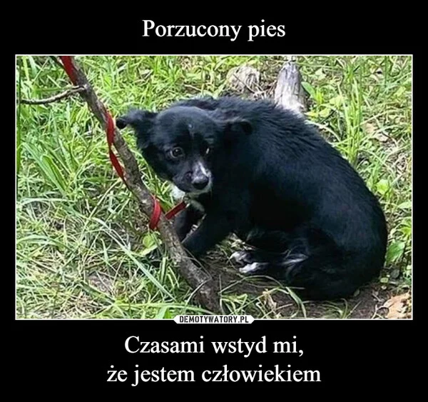
    Porzucony pies Czasami wstyd mi, że jestem człowiekiem