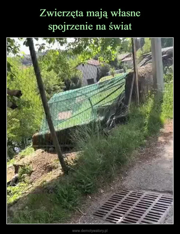
    Zwierzęta mają własne spojrzenie na świat