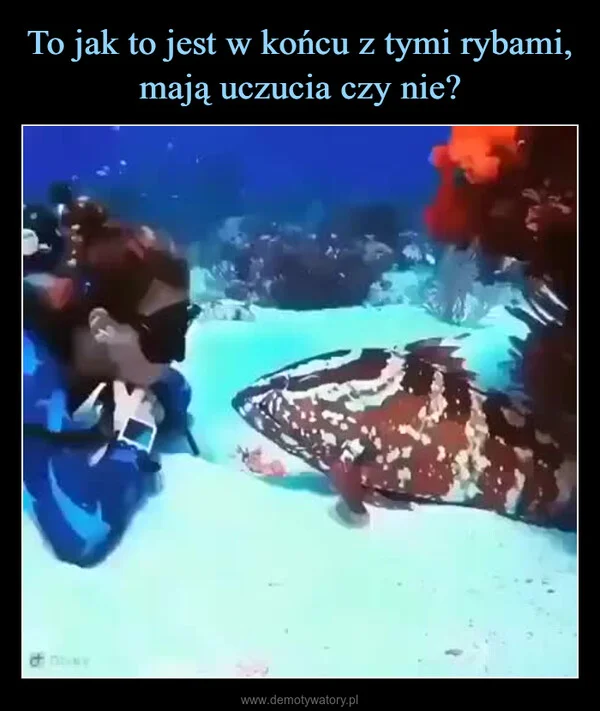 
    To jak to jest w końcu z tymi rybami, mają uczucia czy nie?