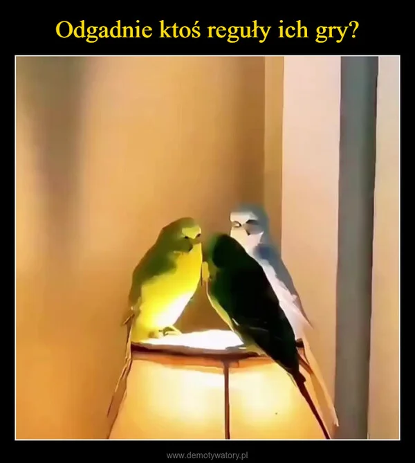 Odgadnie ktoś reguły ich gry?