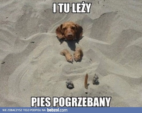 
    Pies pogrzebany
