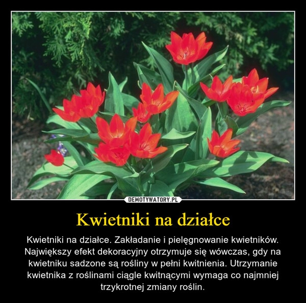 
    Kwietniki na działce