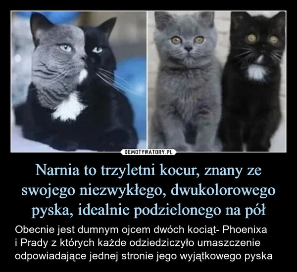 
    Narnia to trzyletni kocur, znany ze swojego niezwykłego, dwukolorowego pyska, idealnie podzielonego na pół