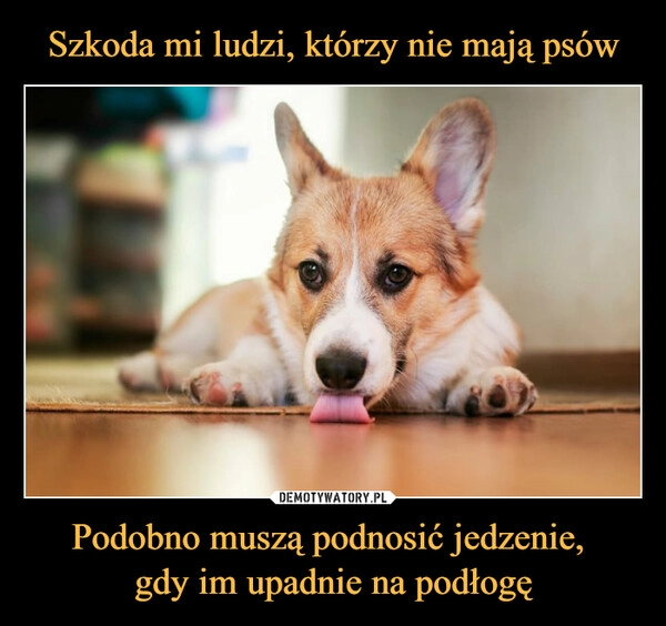 
    Szkoda mi ludzi, którzy nie mają psów Podobno muszą podnosić jedzenie, 
gdy im upadnie na podłogę