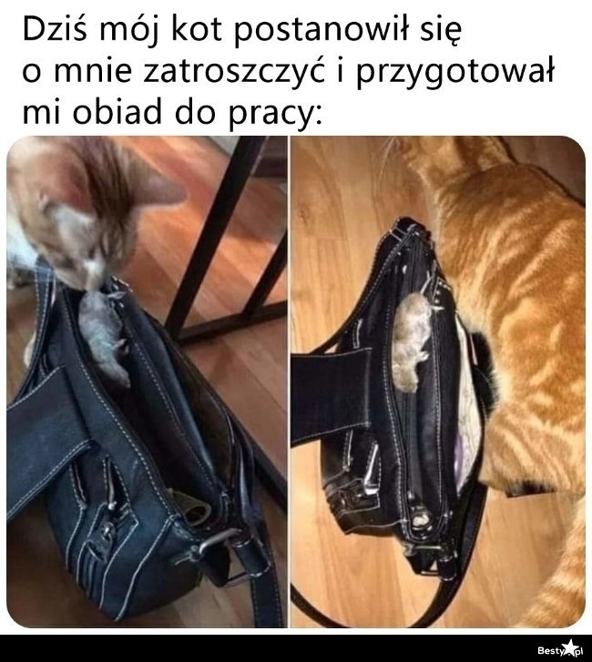 
    Obiad do pracy od kotka 