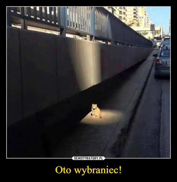 
    Oto wybraniec!