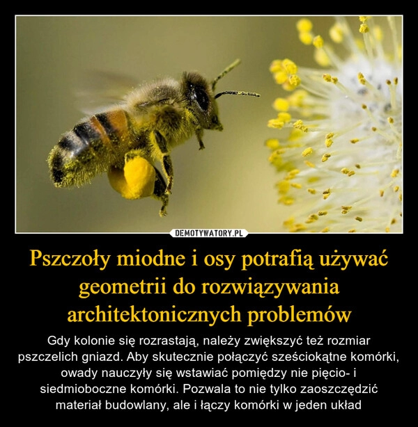 
    Pszczoły miodne i osy potrafią używać geometrii do rozwiązywania architektonicznych problemów