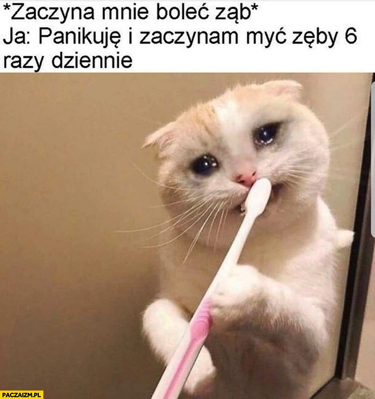 
    Zaczyna mnie bolec ząb, ja: panikuję i zaczynam myć zęby 6 razy dziennie kot płacze