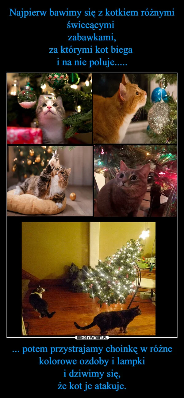 
    Najpierw bawimy się z kotkiem różnymi świecącymi zabawkami, za którymi kot biega i na nie poluje..... ... potem przystrajamy choinkę w różne kolorowe ozdoby i lampki i dziwimy się, że kot je atakuje.
