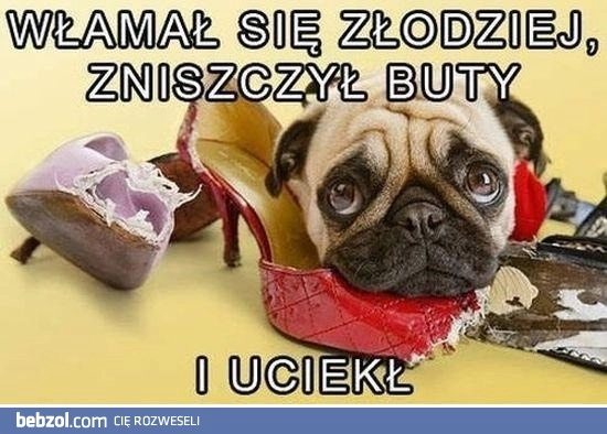 
    To wina złodzieja