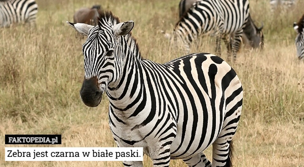 
    Zebra jest czarna w białe paski.