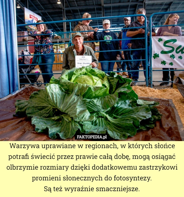 
    Warzywa uprawiane w regionach, w których słońce potrafi świecić przez prawie