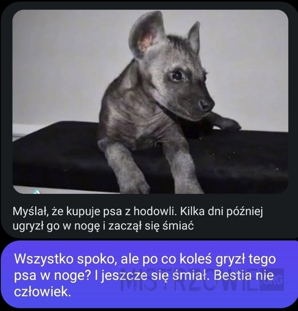 
    Składnia ugryzła psa