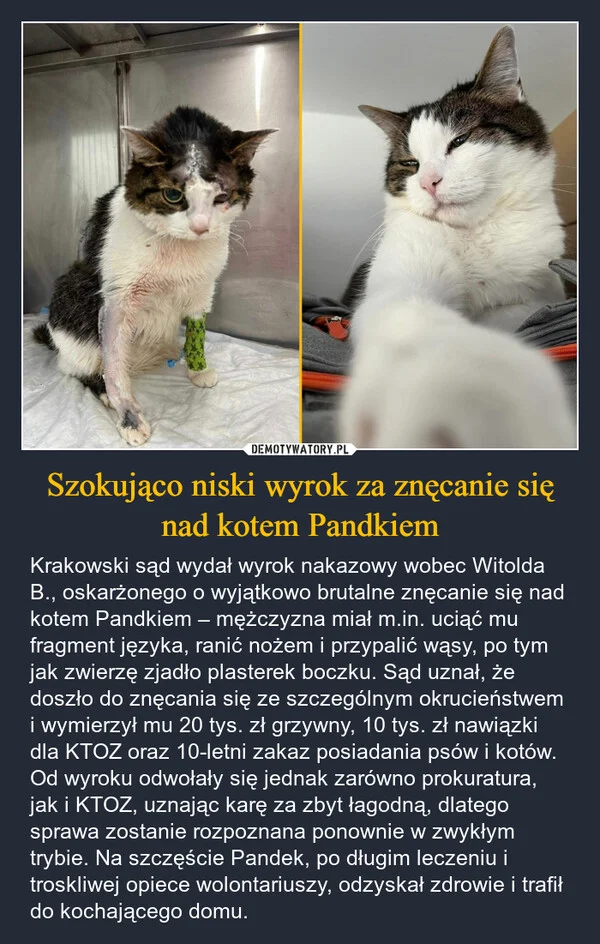 
    Szokująco niski wyrok za znęcanie się nad kotem Pandkiem
