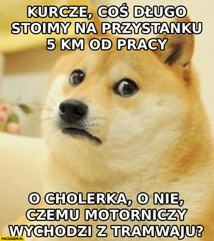 
    Pieseł doge kurczę coś długo stoimy na przystanku 5 km od pracy, o cholera czemu motorniczy wychodzi z tramwaju