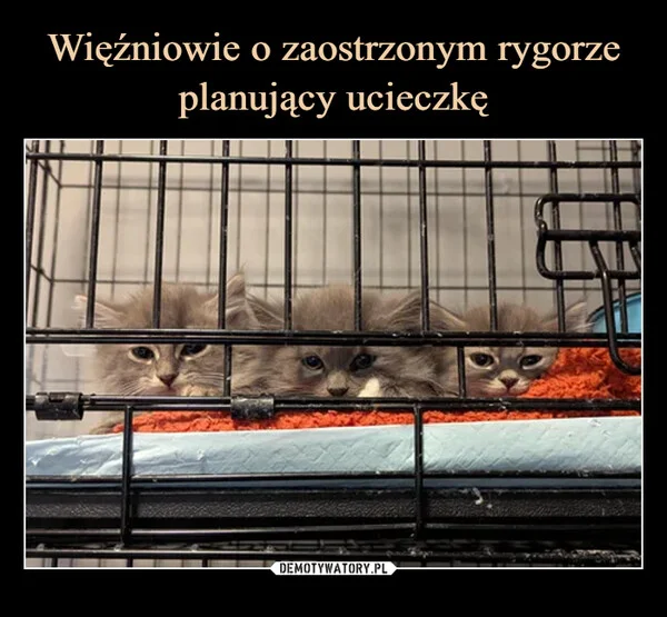 
    Więźniowie o zaostrzonym rygorze planujący ucieczkę