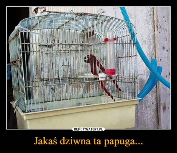 
    Jakaś dziwna ta papuga...