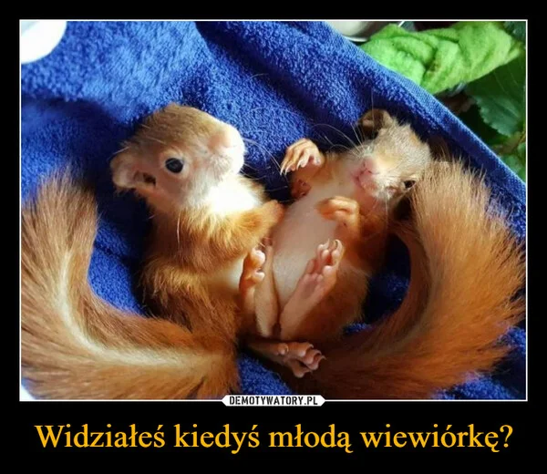 
    Widziałeś kiedyś młodą wiewiórkę?