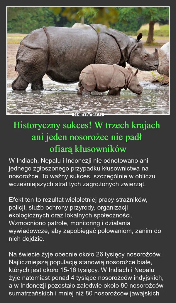 
    Historyczny sukces! W trzech krajach ani jeden nosorożec nie padł ofiarą kłusowników