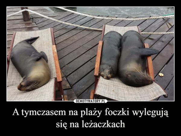 A tymczasem na plaży foczki wylegują się na leżaczkach