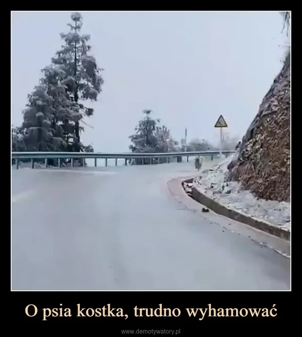 
    O psia kostka, trudno wyhamować