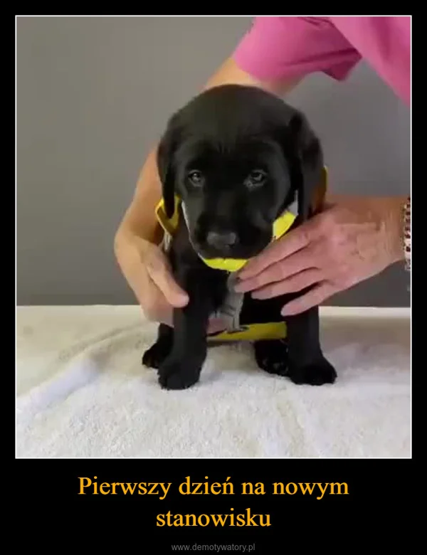 Pierwszy dzień na nowym stanowisku