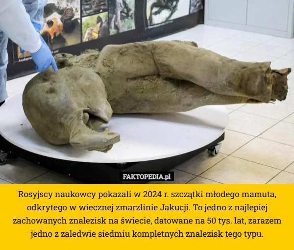 
    Rosyjscy naukowcy pokazali w 2024 r. szczątki młodego mamuta, odkrytego