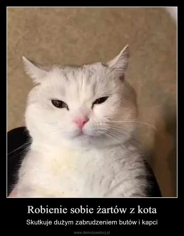 
    Robienie sobie żartów z kota