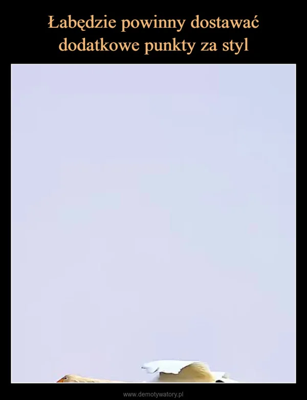 
    Łabędzie powinny dostawać dodatkowe punkty za styl