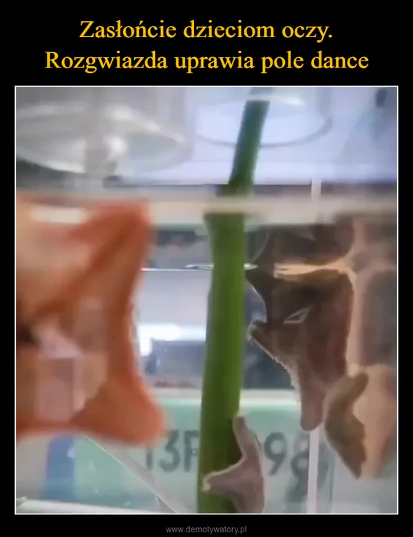 
    Zasłońcie dzieciom oczy. Rozgwiazda uprawia pole dance